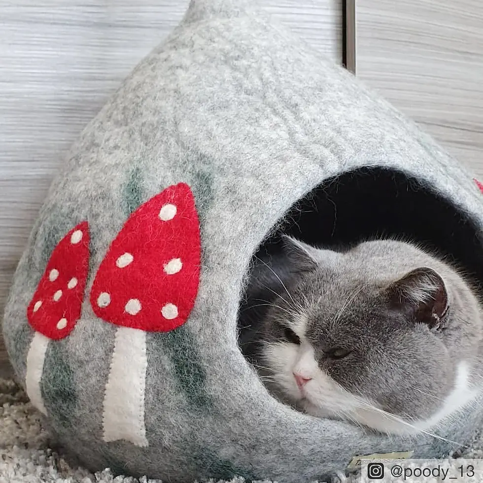 Thumbnail: Cat Cave - Mushroom