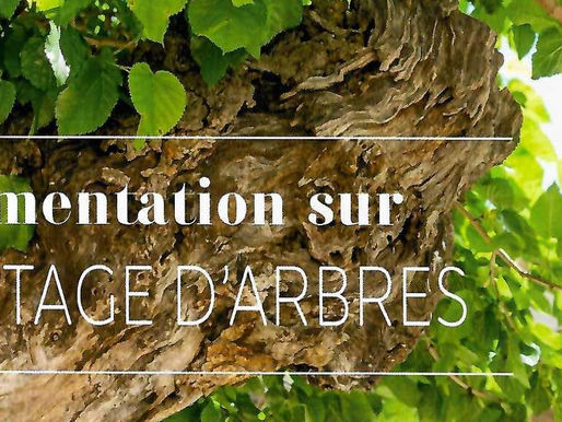 BÉTHUNE : POUR UNE RÈGLEMENTATION SUR L'ABATTAGE DES ARBRES