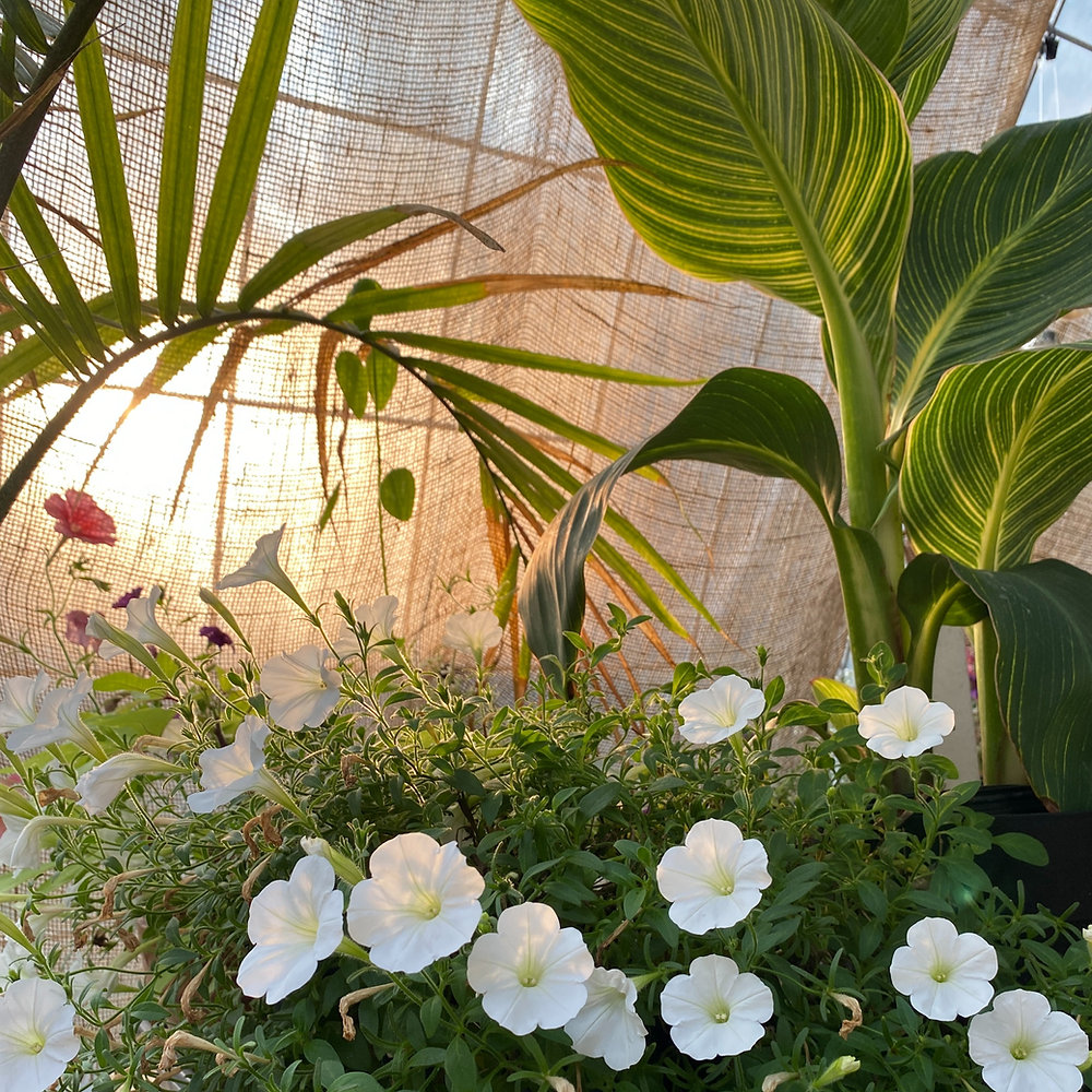 10 Benefits Of Having A Greenhouse 10-benefits-of-having-a-greenhouse