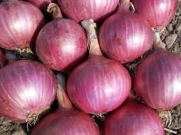 Oignons violet
