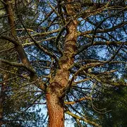 Pinus pinaster_ Close-up of a resin, mar.jpg.webp