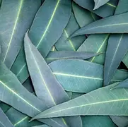 provides relief for muscle/ joint pain, headaches, & stress