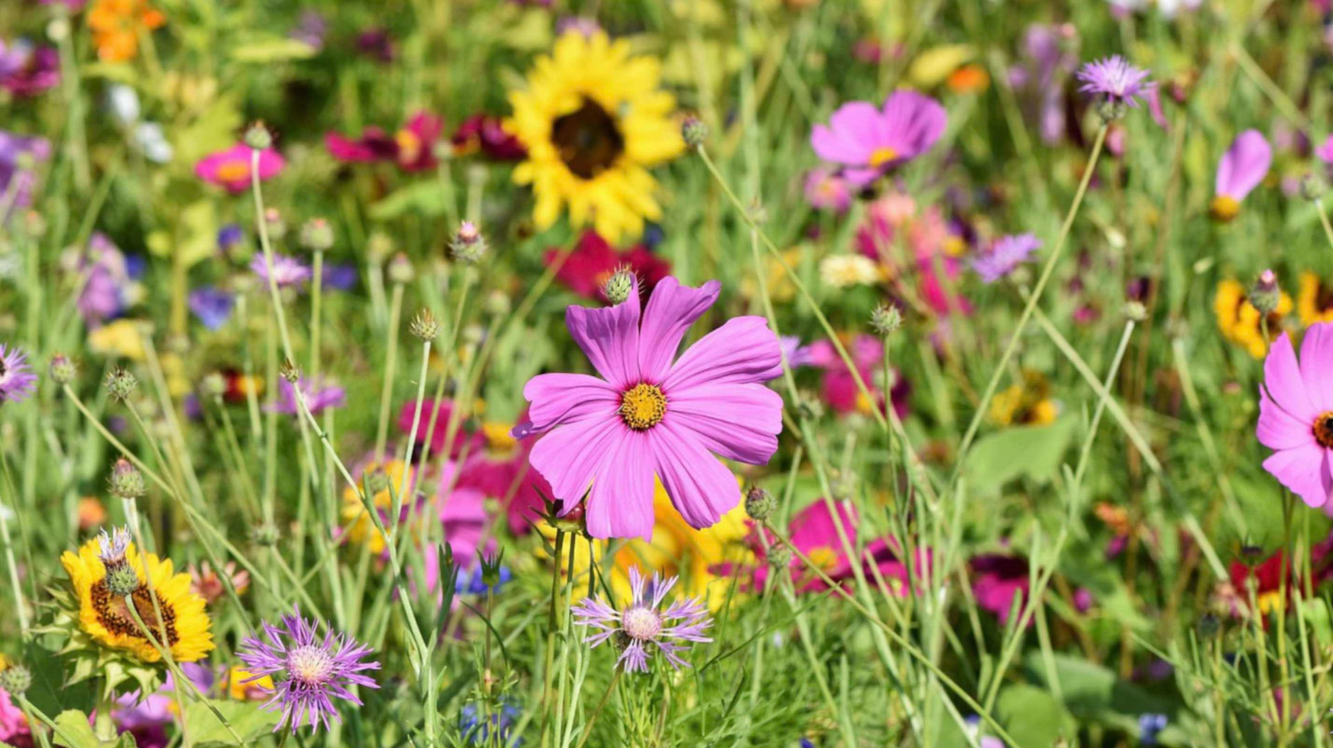 Blumenwiese