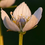 En hvit blomst
