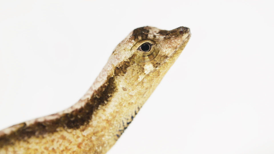 Microzoo film de Charles Cheval, série documentaire portrait animaux, grenouilles lézards serpents insectes, France Guyane, macro vidéo esthétique