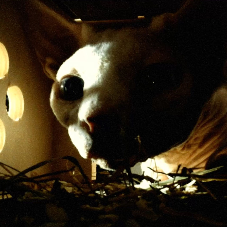L’Exode de Pétule film de Charles Cheval, court métrage humour, gerboise hamster perroquet ara chat sphinx, mobile film festival