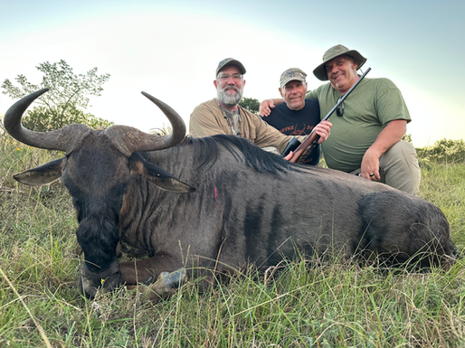 Blue Wildebeest bull