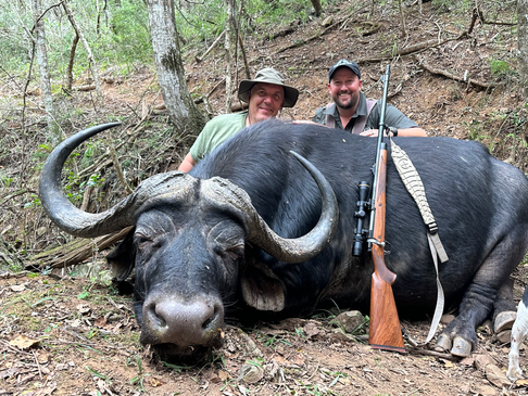 Cape Buffalo bull