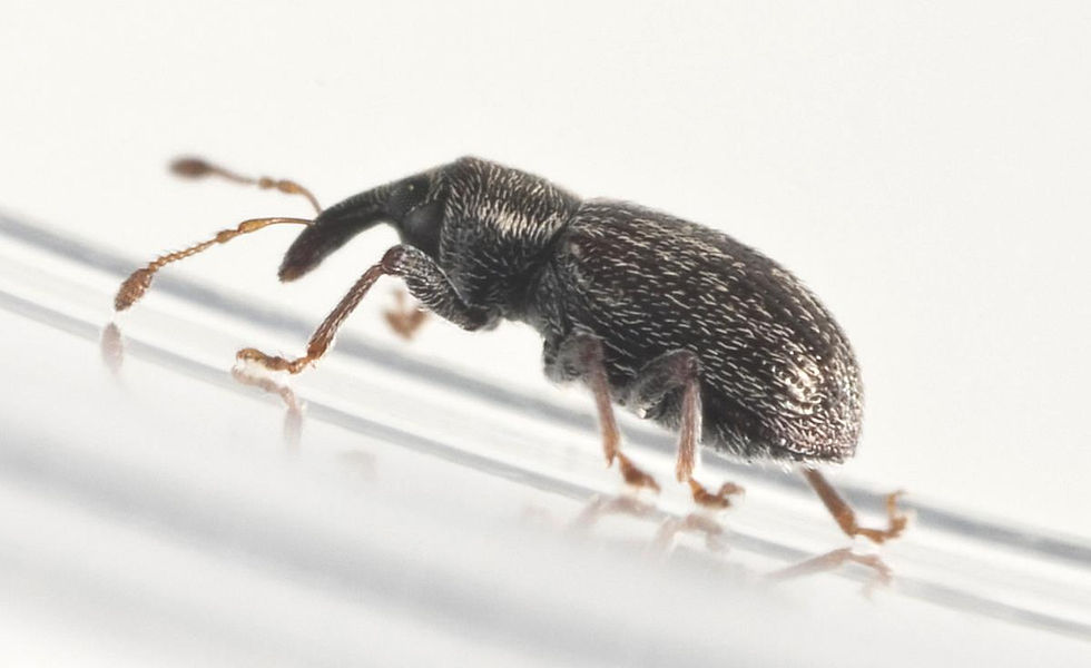 Adult pōhutukawa leaf miner weevil, Neomycta rubida.