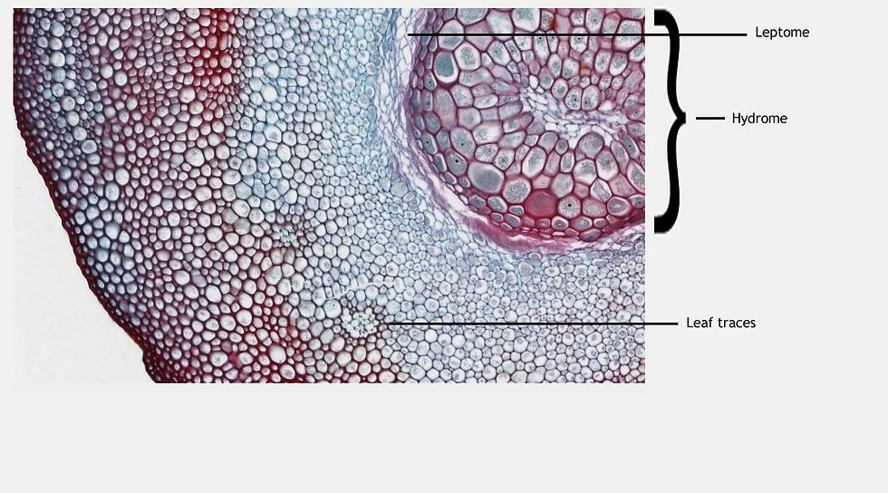 Cross section of a Dawsonia stem