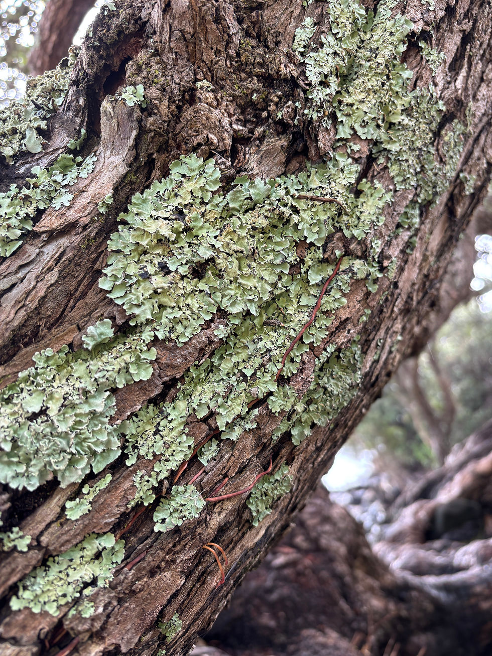 A foliose species of lichen on a pōhutukawa tree on the coast of the Coromandel Peninsula.