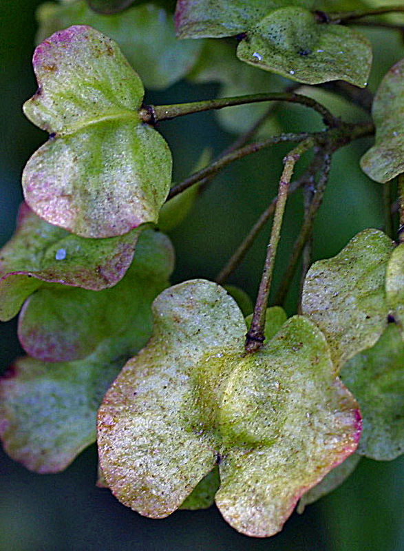 akeake winged fruit capsules