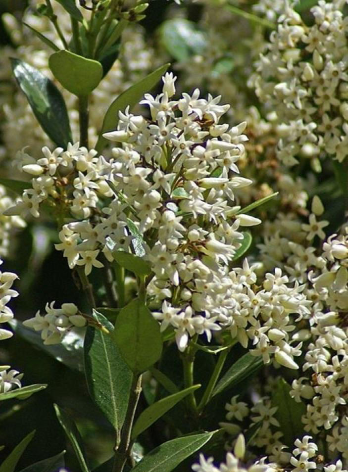 Parsonsia heterophylla. Kaihua
