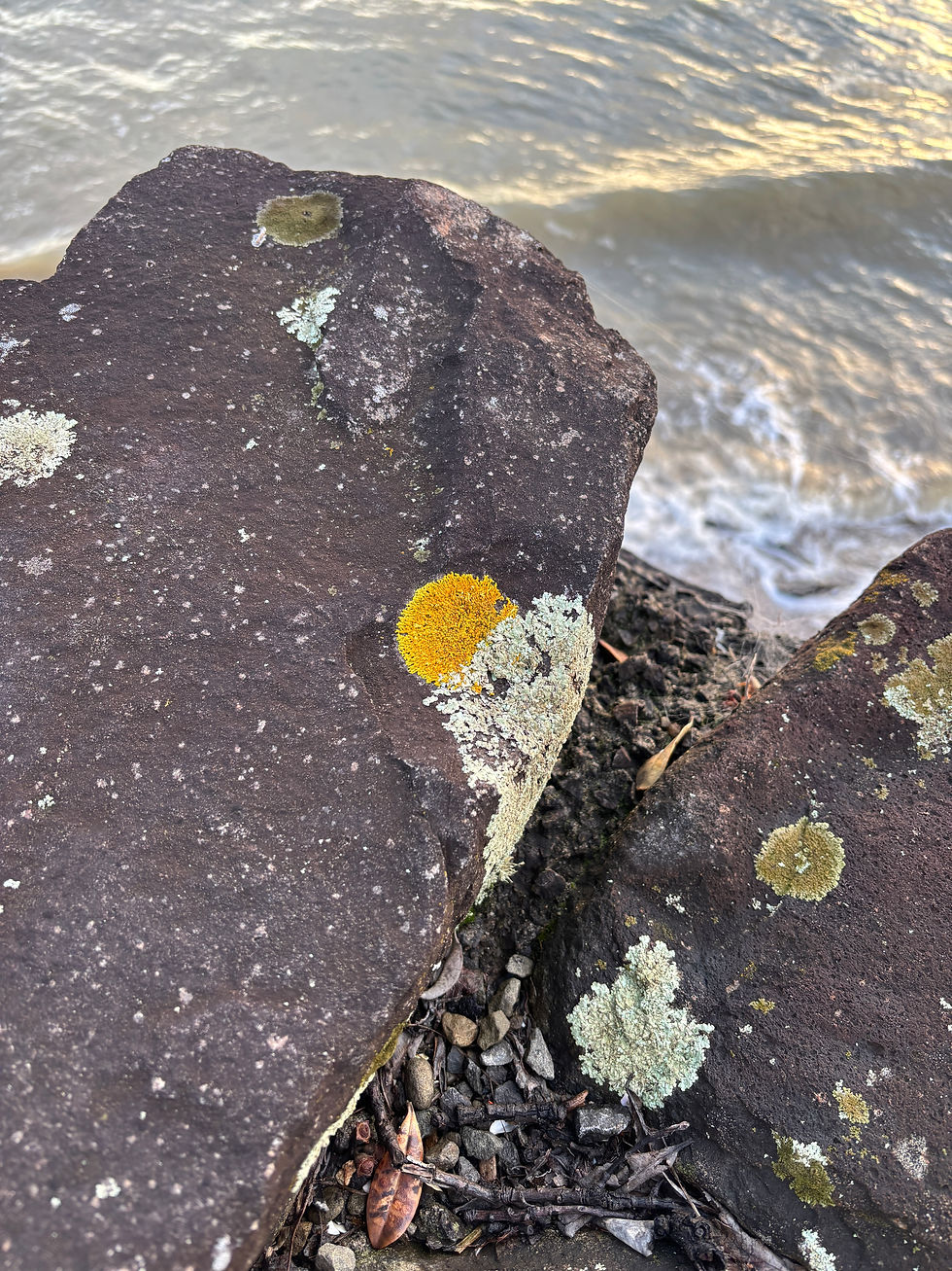 Crustose species of lichen growing on a rock in the harsh coastal environment.