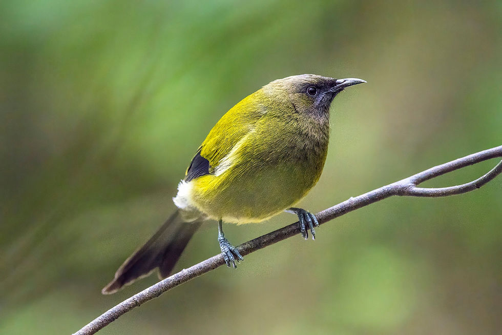 Bellbird, korimako in New Zealand