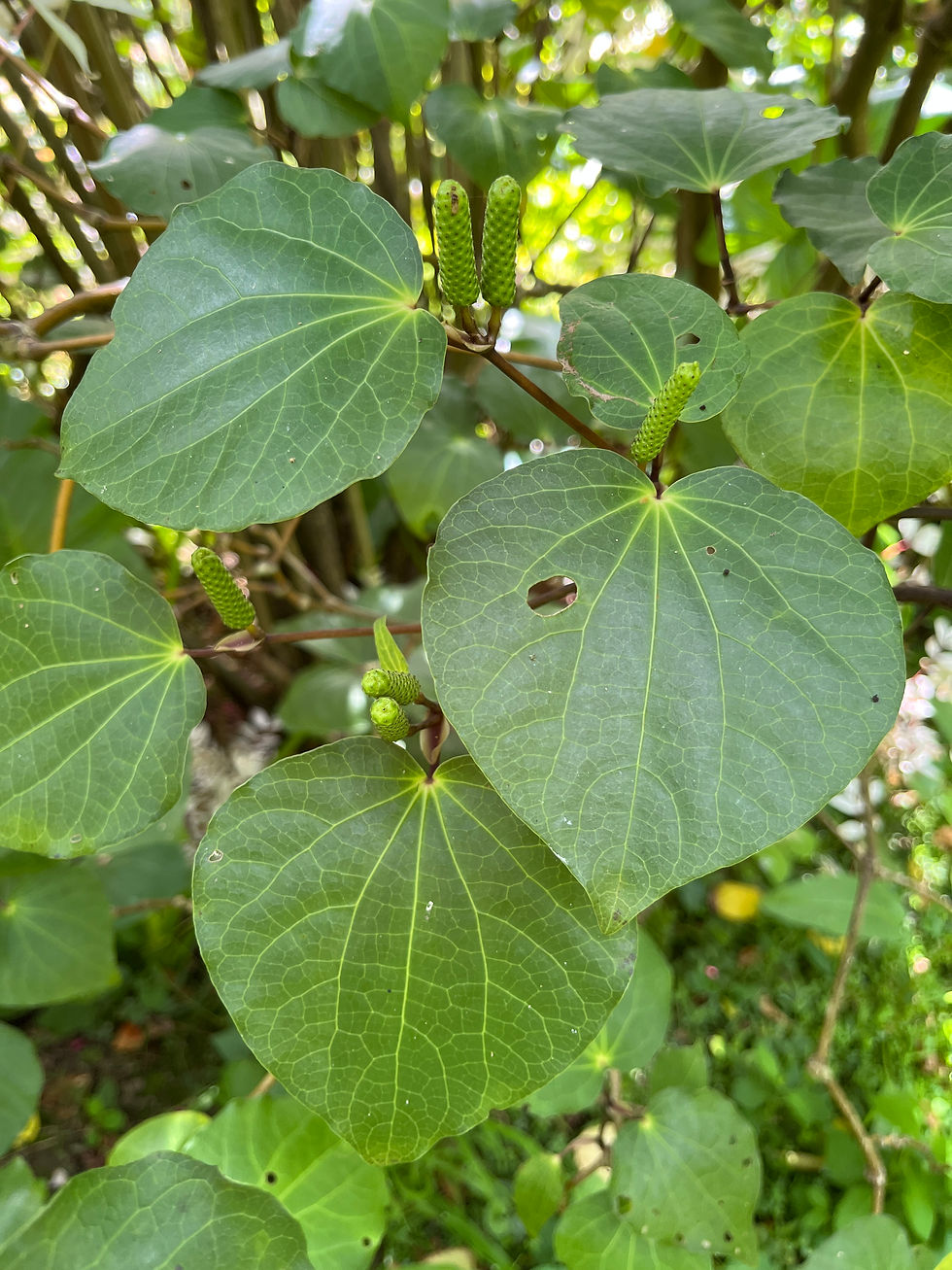 Kawakawa leaves and flower spikes