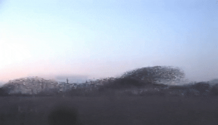 MURMURATIONS.gif