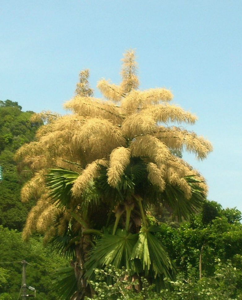 Century Palm