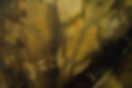 LS204101.jpg