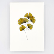 Six ginkgo jaune