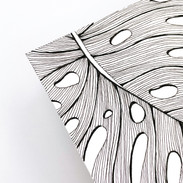 Monstera
