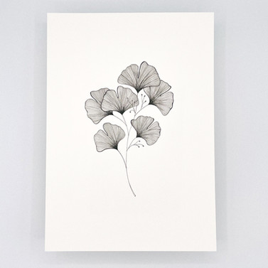 Six ginkgo