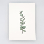 Eucalyptus