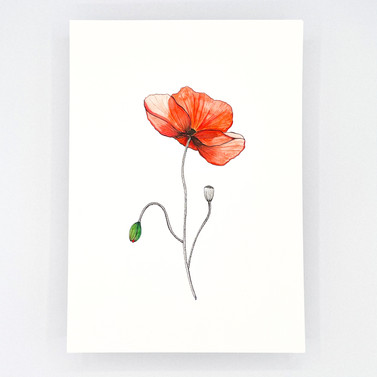 Coquelicot aquarelle