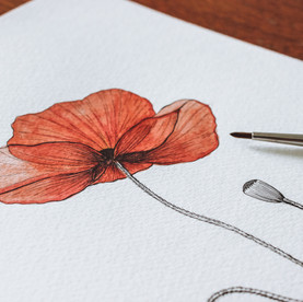 Coquelicot aquarelle