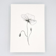 Joli coquelicot