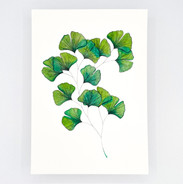 Branche de ginkgo aquarelle