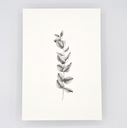 Eucalyptus