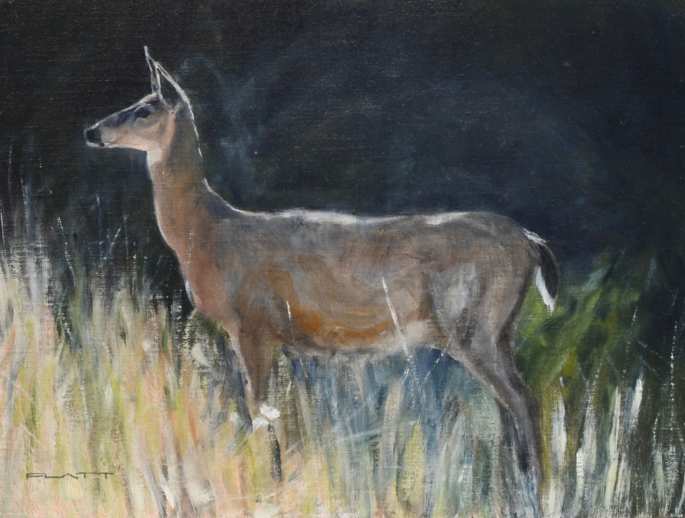 Doe at dawn
