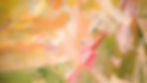1BackGround_edited.jpg