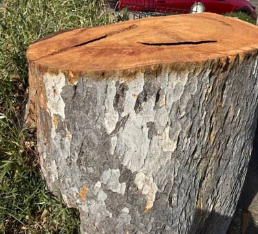 古木 伐採される