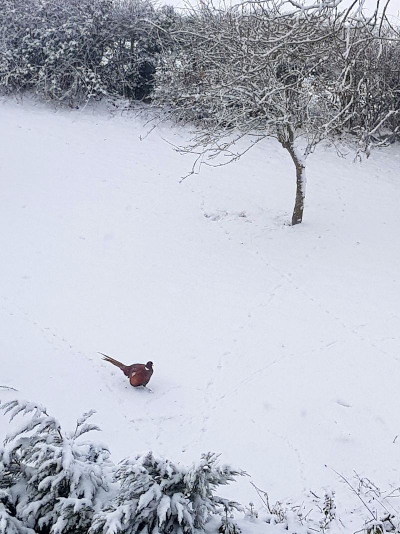 Male pheasant walks through snow in Icklesham, East Sussex, England