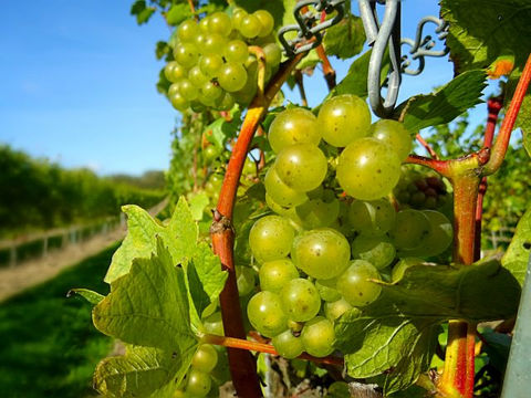 Chardonnay grapes two weeks before Harvest 2021 at Charles Palmer Vineyards, Winchelsea, East Sussex, England