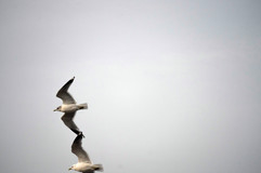Touching in flight.jpg