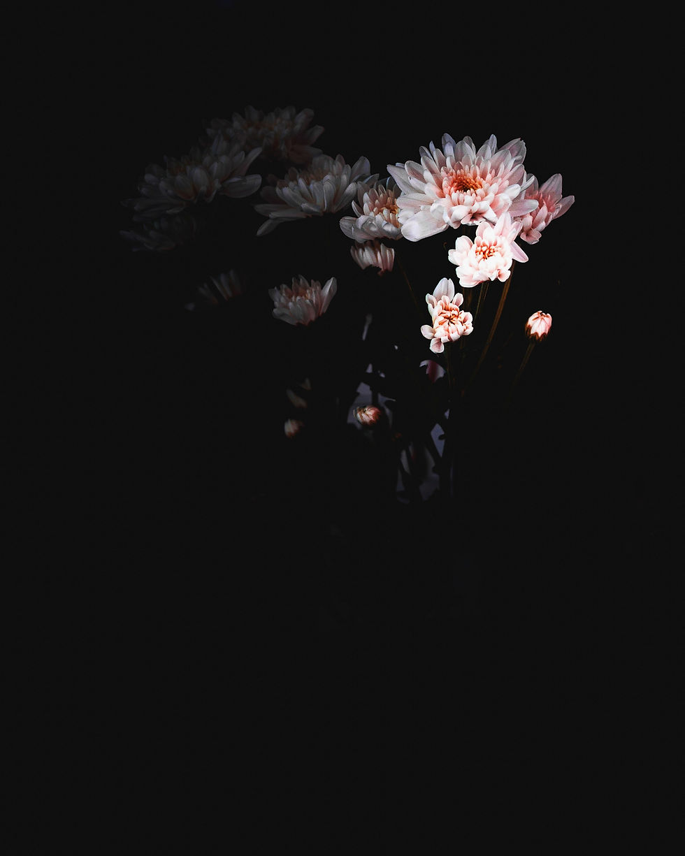 White and light pink flowers fade into a black background.