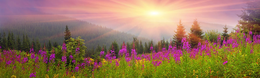 Mauve flower banner.jpeg