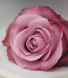 cool-pink-rose-wallpapers-61186-2681717.jpg