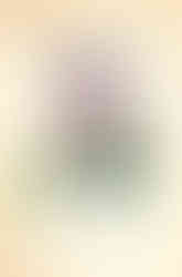 Miss Austen - novela