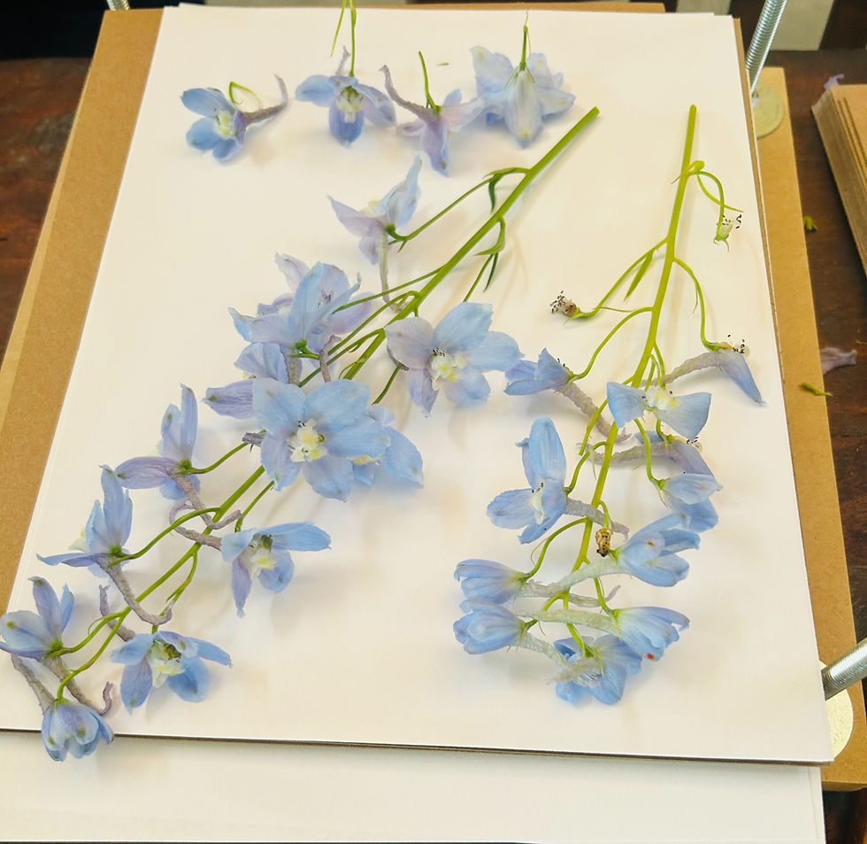 Pressing Flowers 101: Building Foundations