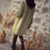 Miniature : Robe en jeans 631 kaki