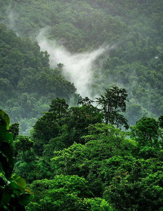 Misty%20way%20towards%20Kursheong%2C%20the%20city%20of%20Orchids_edited.jpg