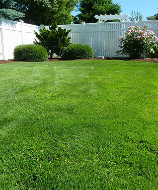 Manicured Backyard Lawn