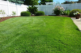 Manicured Backyard Lawn