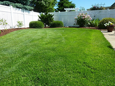 Manicured Backyard Lawn