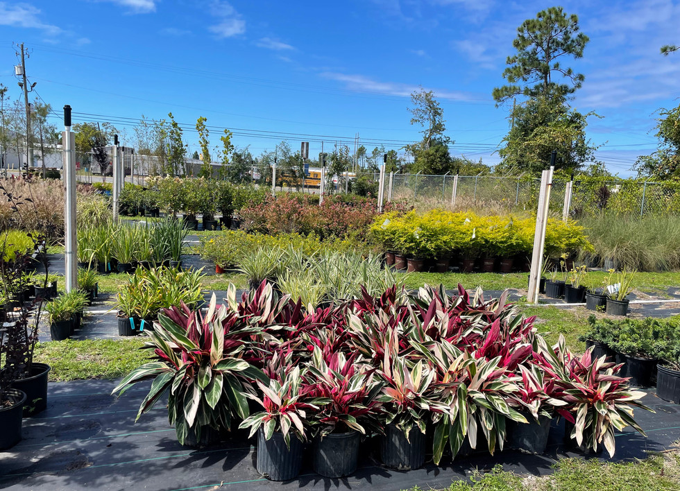 Landscaping Plants East Ave Nursery Panama City
