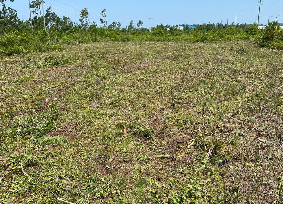 Landscaping Plants East Ave Nursery Panama City